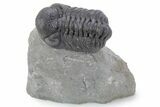 Detailed Austerops Trilobite - Ofaten, Morocco #356924-3